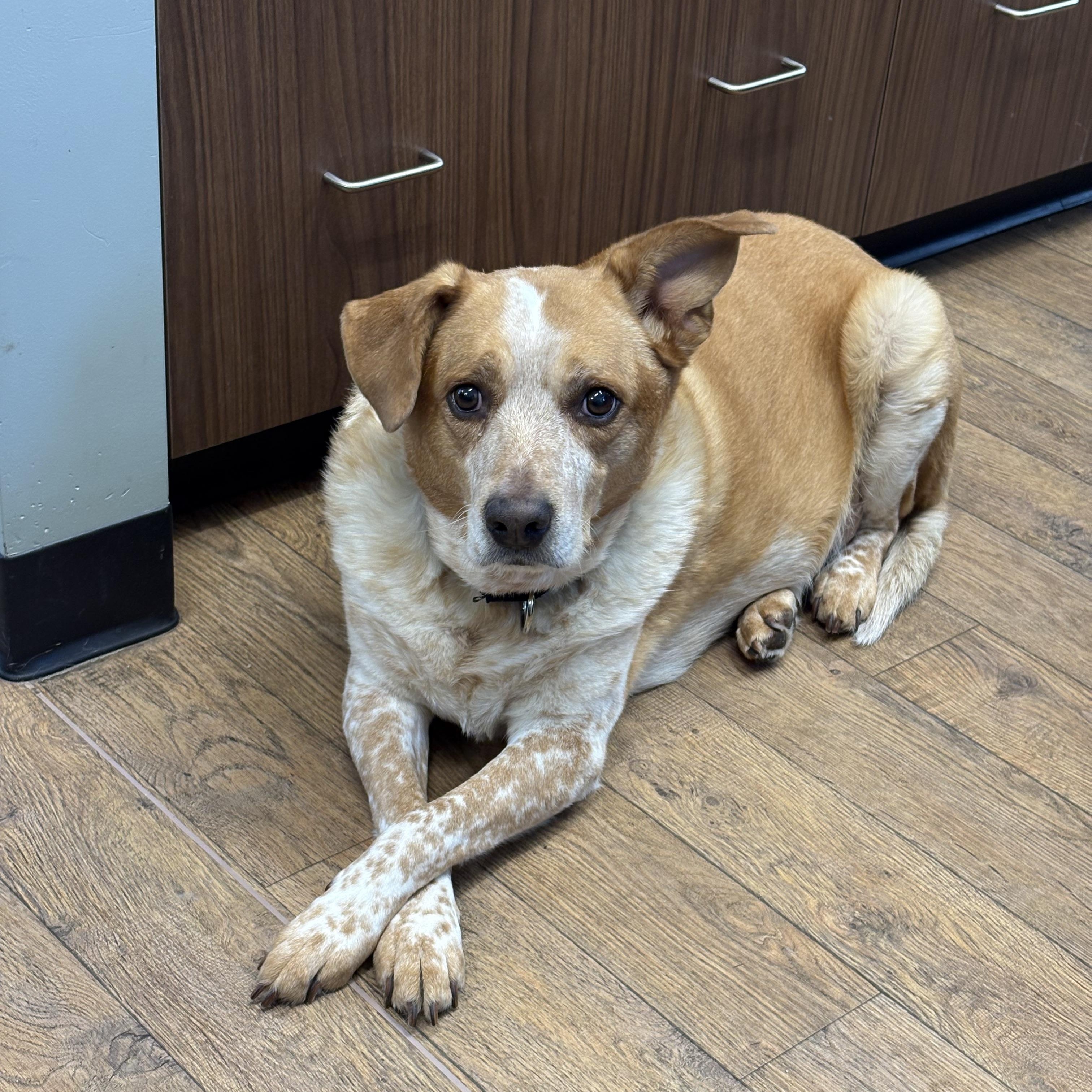 Enlarge Freckles, an adoptable mixed breed in Seekonk, MA image 2/6