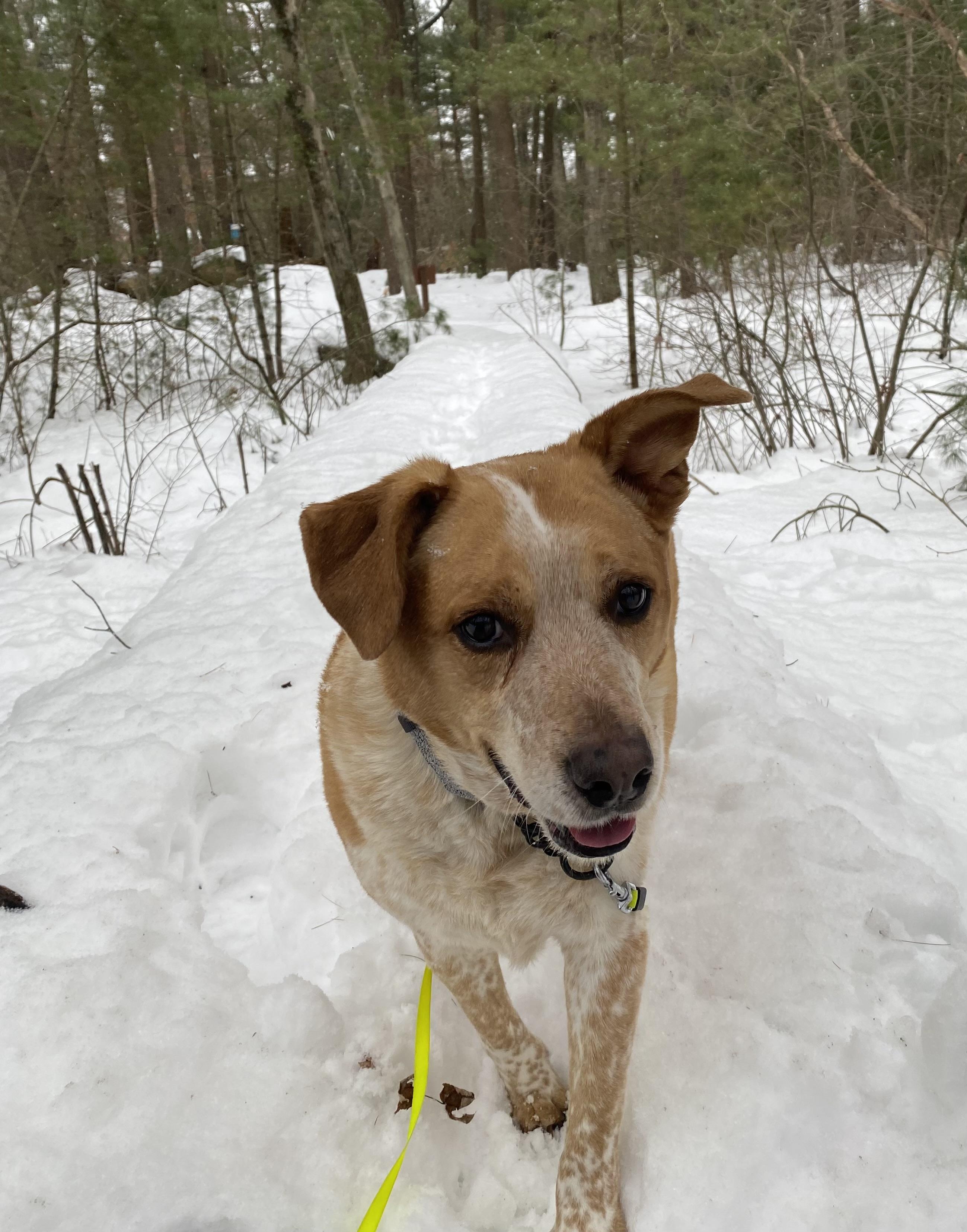 Freckles, adoptable, Adult Male Labrador Retriever & Cattle Dog.