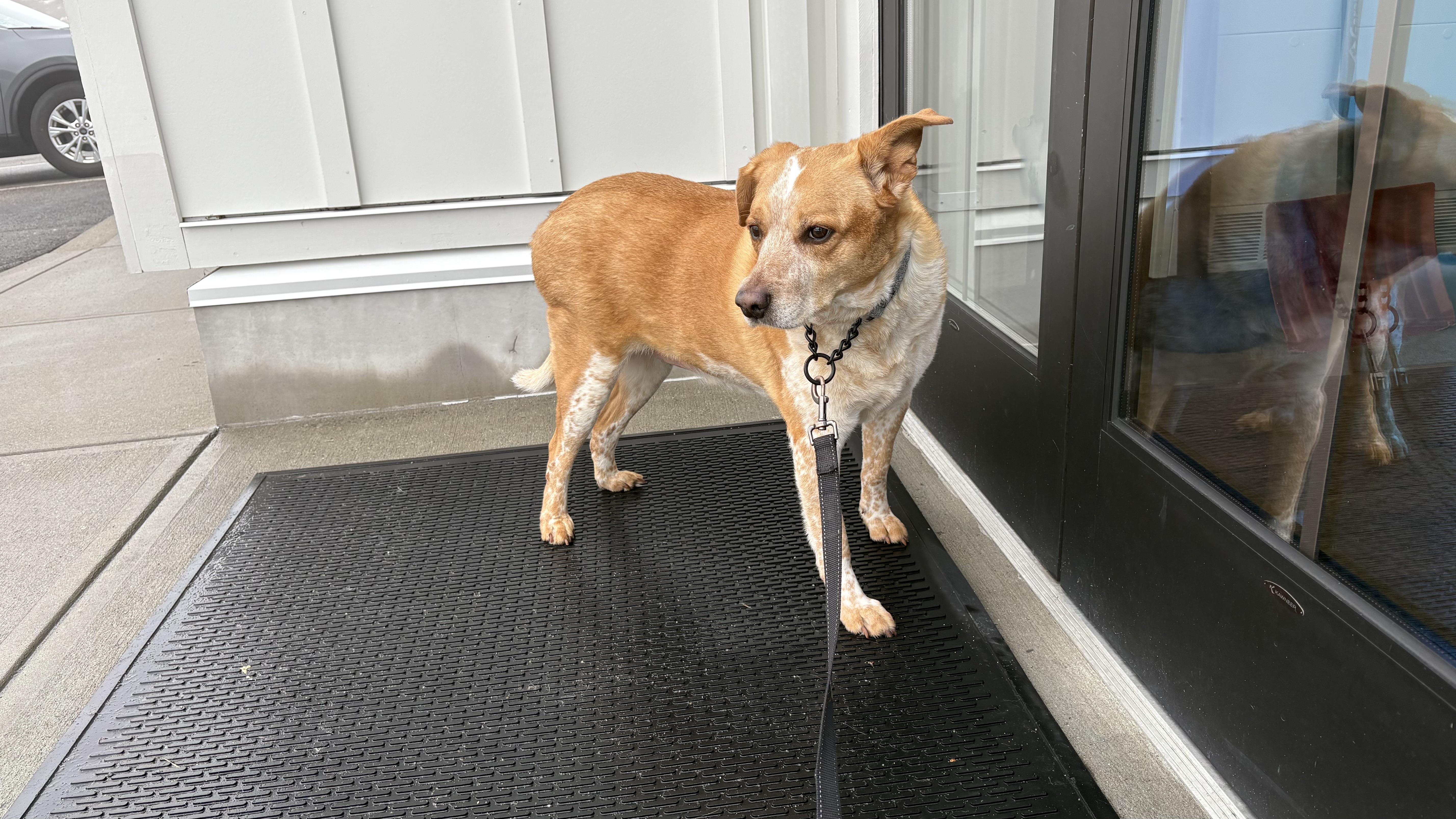Enlarge Freckles, an adoptable mixed breed in Seekonk, MA image 6/6
