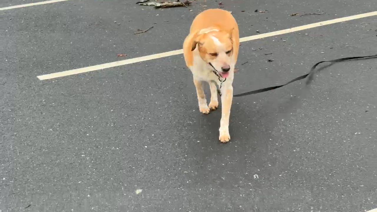 Enlarge Freckles, an adoptable mixed breed in Seekonk, MA video 3/6