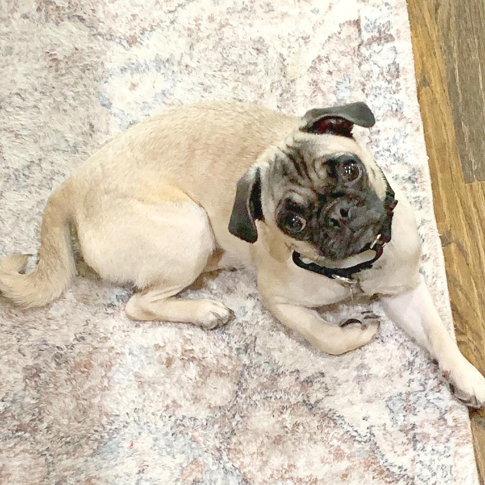 Carina Dee, Adoptable, Young Female Pug.