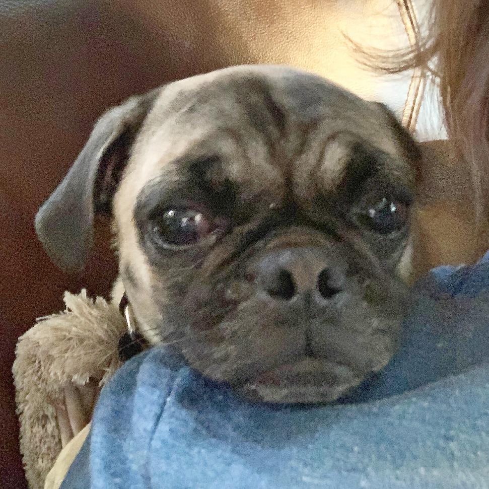 Enlarge Carina Dee, a Adoptable Pug in Flower Mound, TX image 2/4