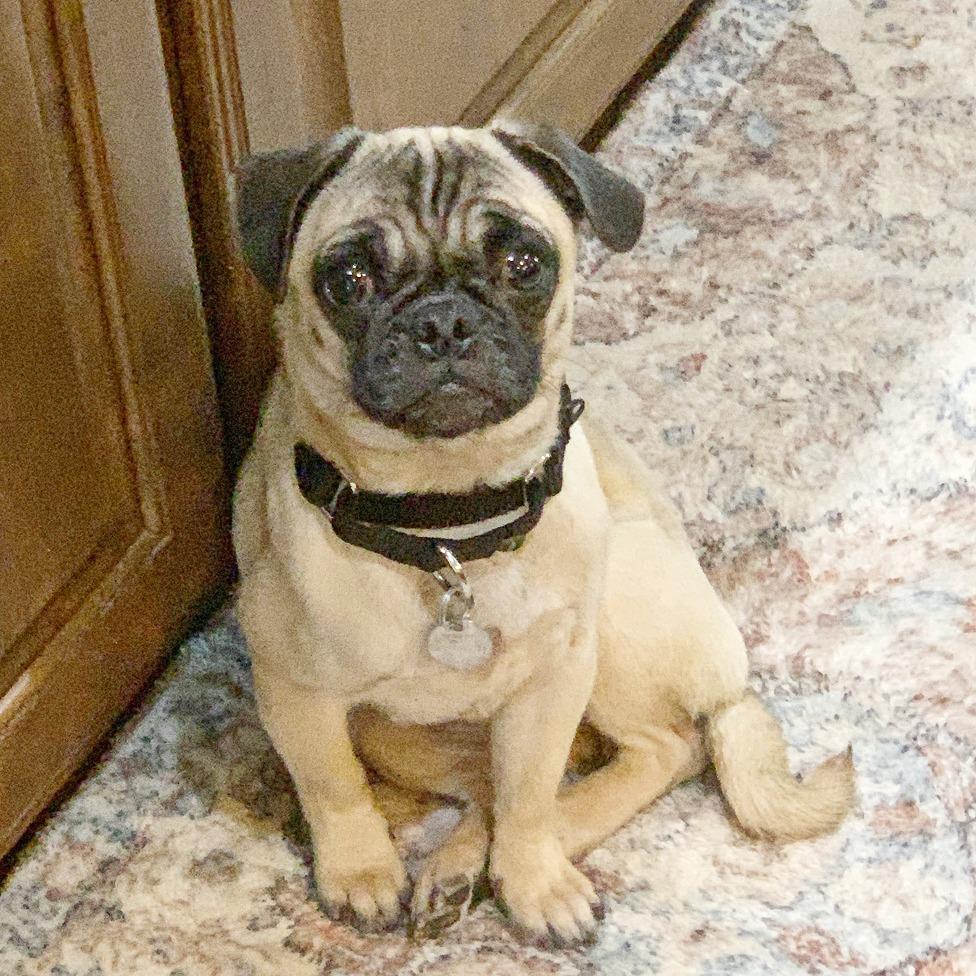 Enlarge Carina Dee, a Adoptable Pug in Flower Mound, TX image 3/4