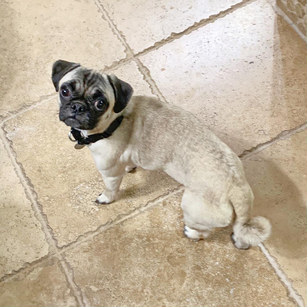 Enlarge Carina Dee, a Adoptable Pug in Flower Mound, TX image 4/4