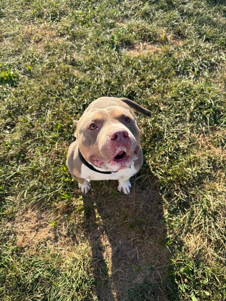 ZAZU, Adopted, Adult Male American Bulldog.
