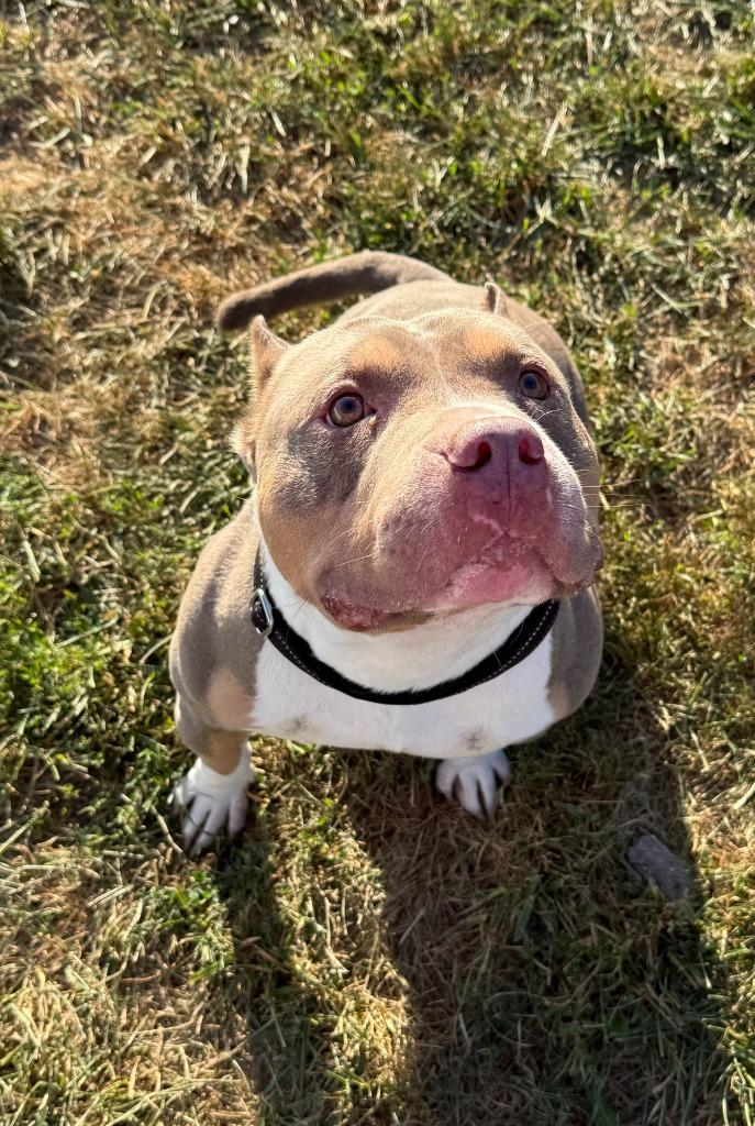ZAZU, a Adopted American Bulldog in Moberly, MO image 2/5