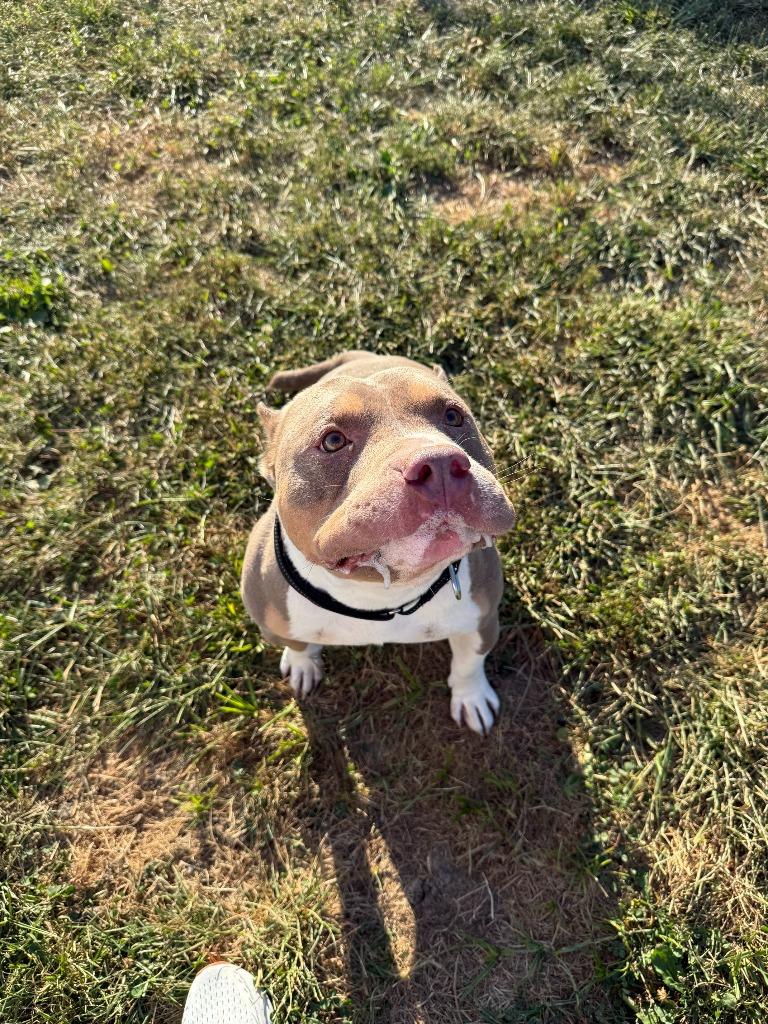 Enlarge ZAZU, a Adopted American Bulldog in Moberly, MO image 1/5