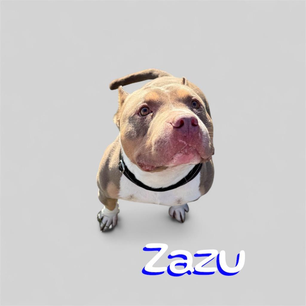 Enlarge ZAZU, a Adopted American Bulldog in Moberly, MO image 2/5