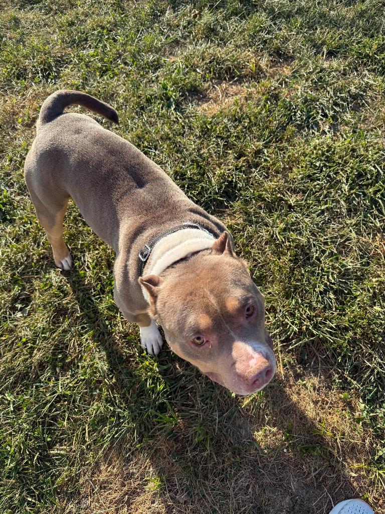 ZAZU, a Adopted American Bulldog in Moberly, MO image 5/5