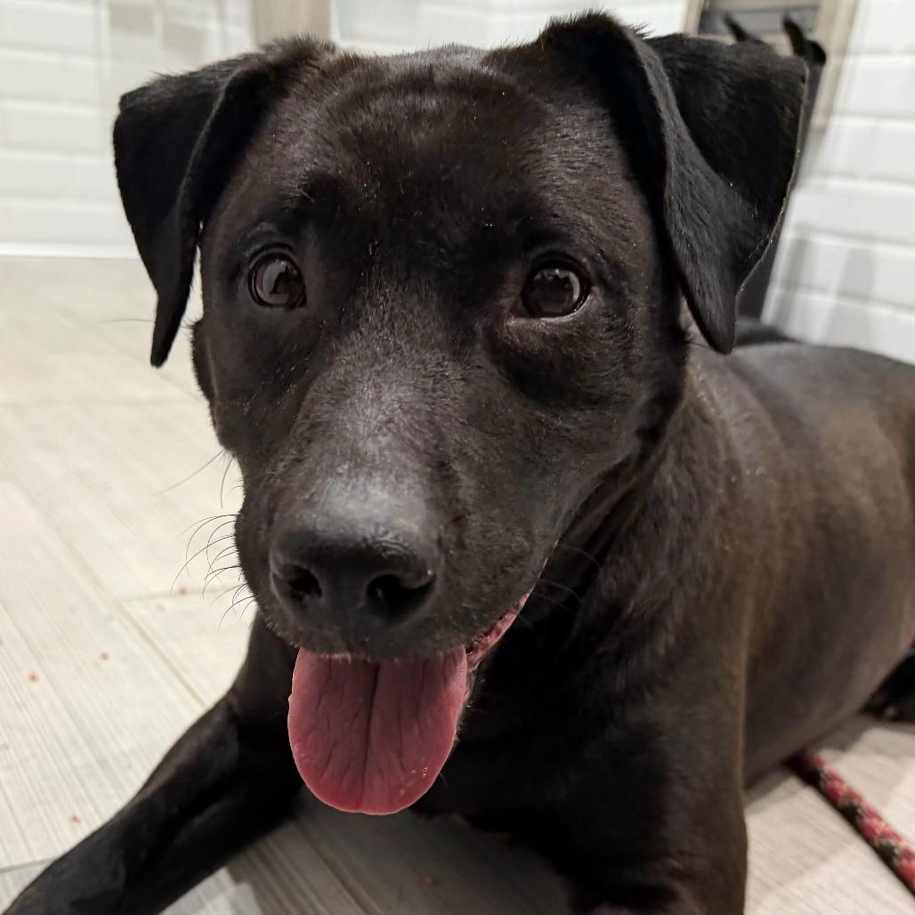 Seraphina, Adoptable, Adult Female Labrador Retriever & Mixed Breed.