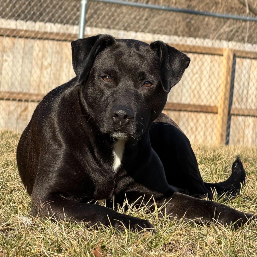 Enlarge Seraphina, a Adoptable mixed breed in Dayton, OH image 2/6