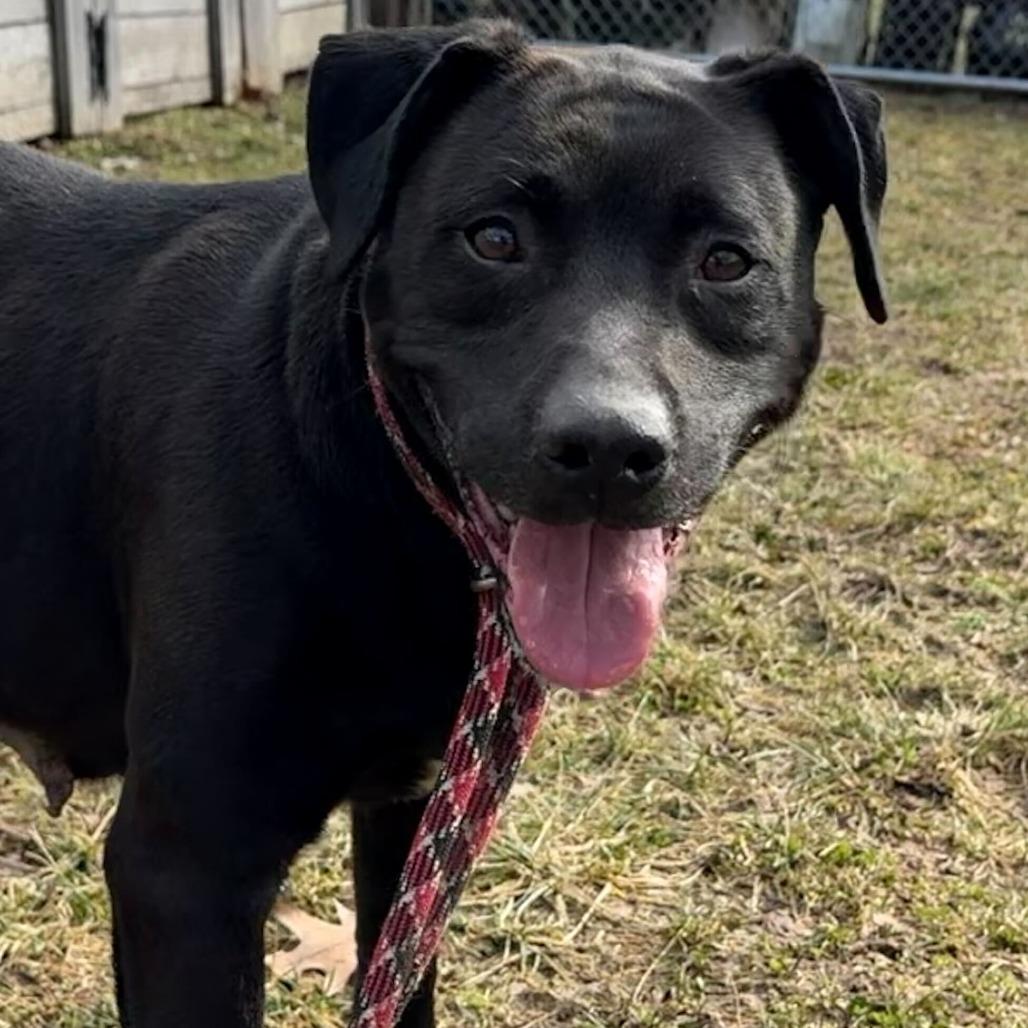 Enlarge Seraphina, a Adoptable mixed breed in Dayton, OH image 3/6