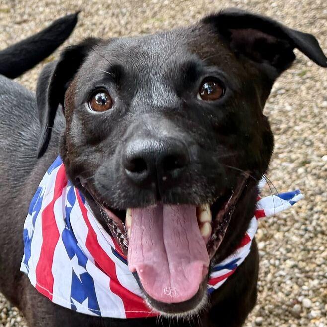 Enlarge Seraphina, a Adoptable mixed breed in Dayton, OH image 4/6