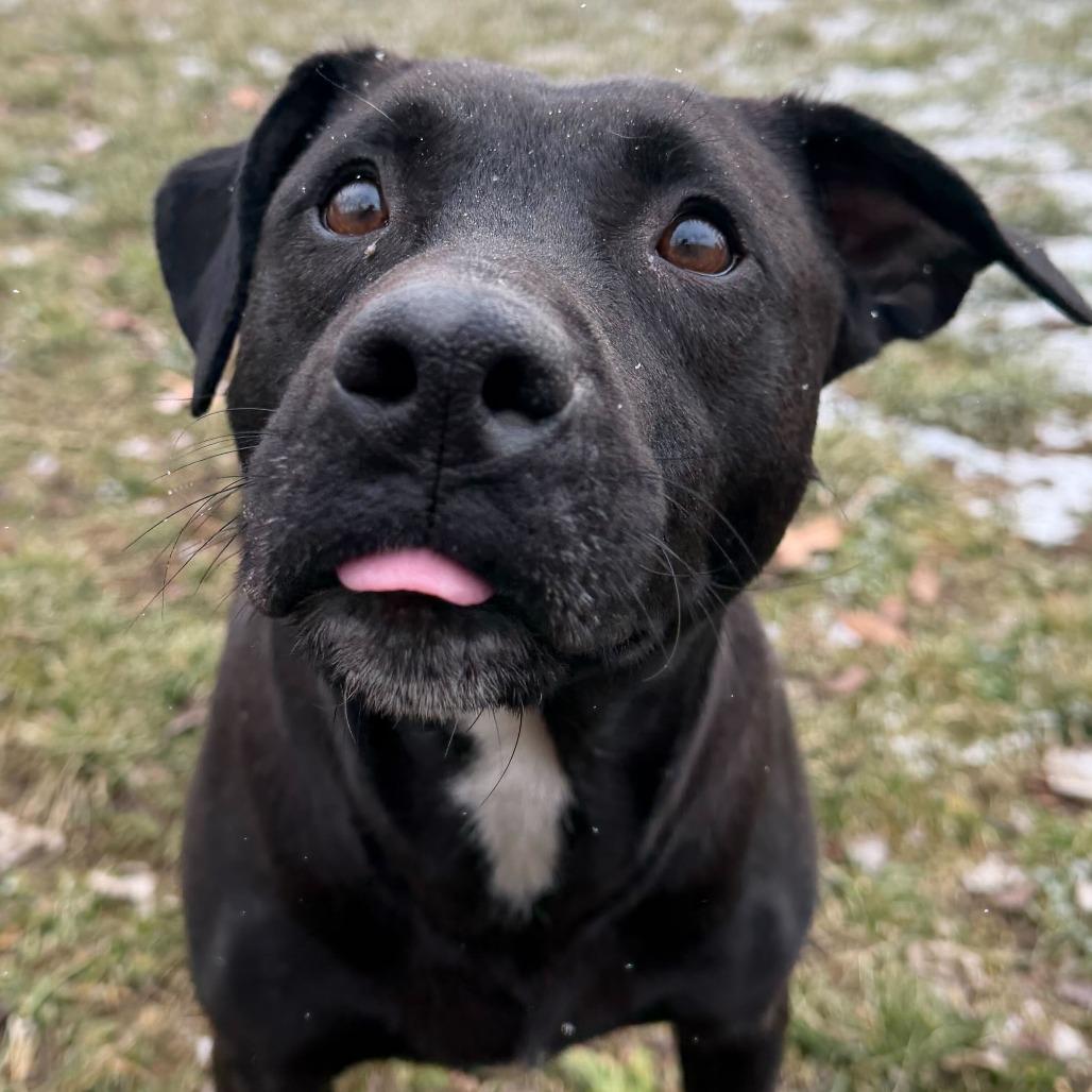 Enlarge Seraphina, a Adoptable mixed breed in Dayton, OH image 4/6