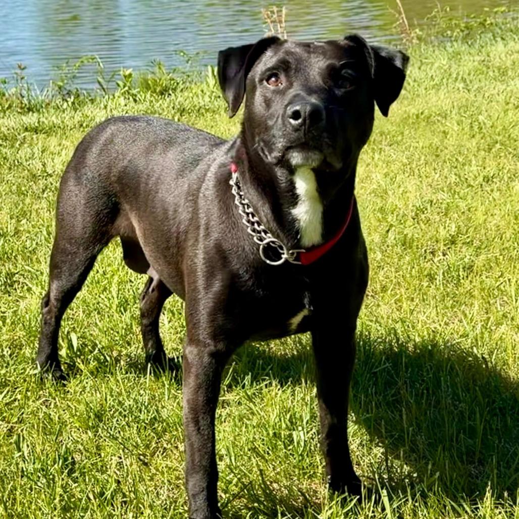 Enlarge Seraphina, a Adoptable mixed breed in Dayton, OH image 5/6
