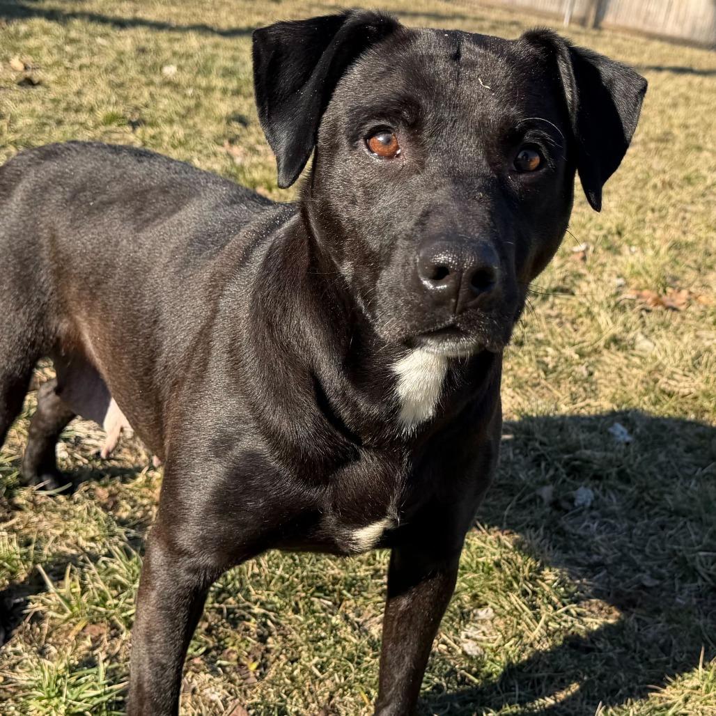 Enlarge Seraphina, a Adoptable mixed breed in Dayton, OH image 6/6