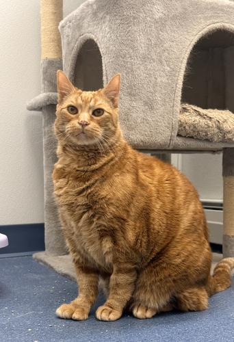 Ross, Adoptable, Senior Male Domestic Short Hair.