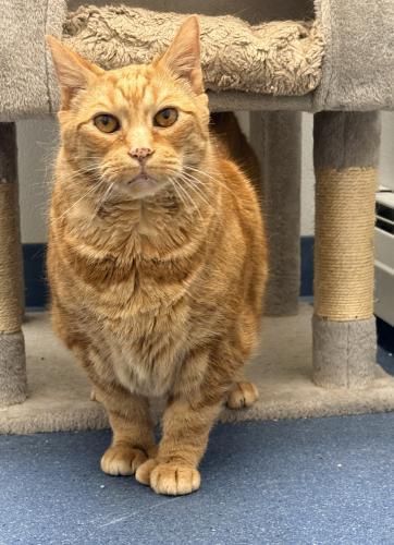 Enlarge Ross, a Adoptable Domestic Short Hair in St. Johnsbury, VT image 2/3