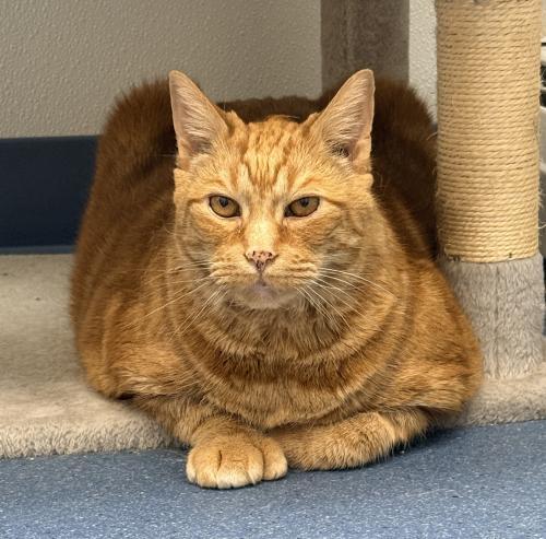 Enlarge Ross, a Adoptable Domestic Short Hair in St. Johnsbury, VT image 3/3