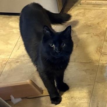 Enlarge Midnight the Third, a Adoptable Domestic Long Hair in Middleton, WI image 1/1