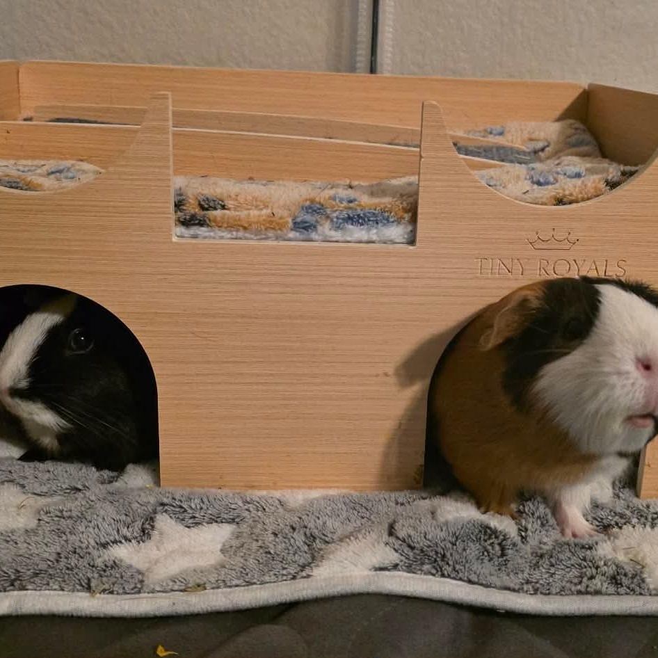 Shiloh and Marnie, an adopted Guinea Pig in Phoenix, AZ image 2/6