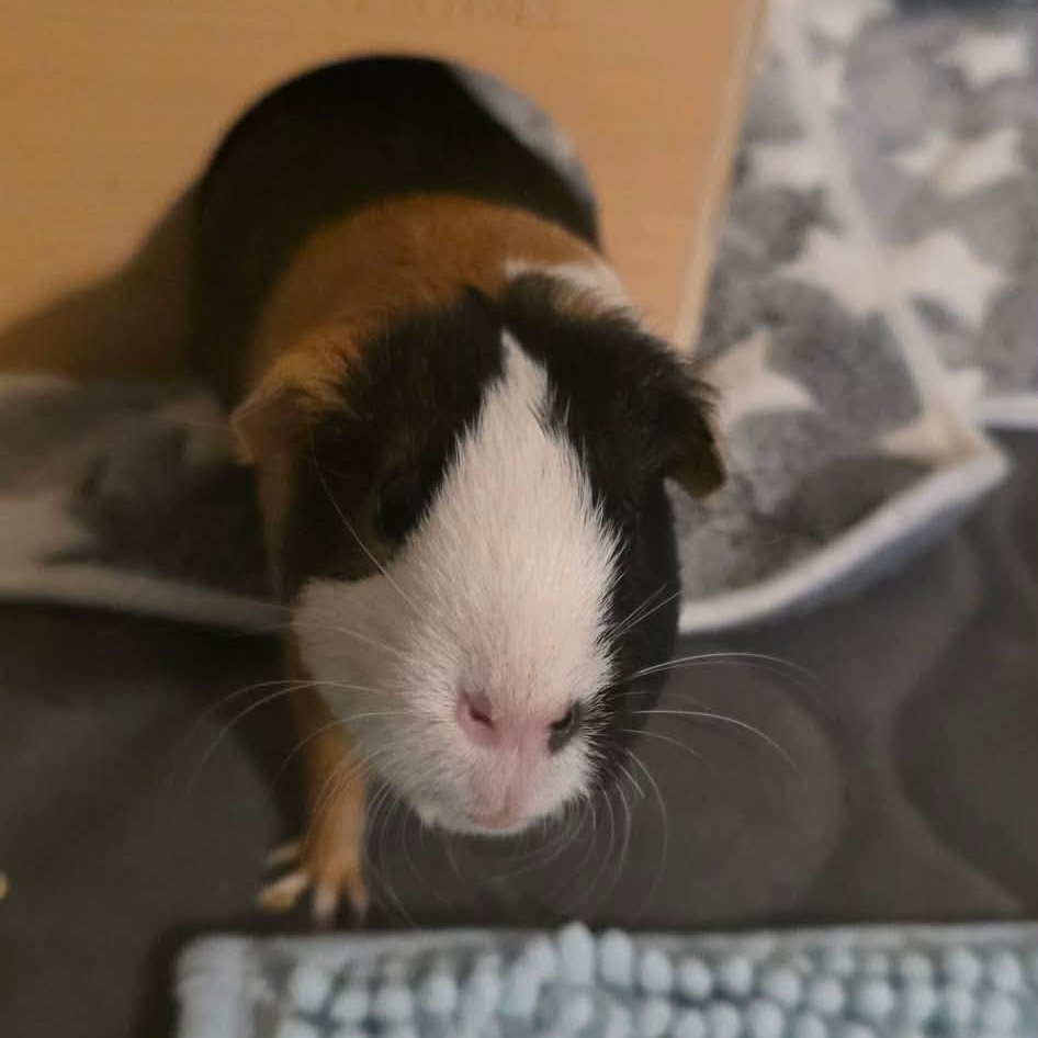 Shiloh and Marnie, an adopted Guinea Pig in Phoenix, AZ image 4/6