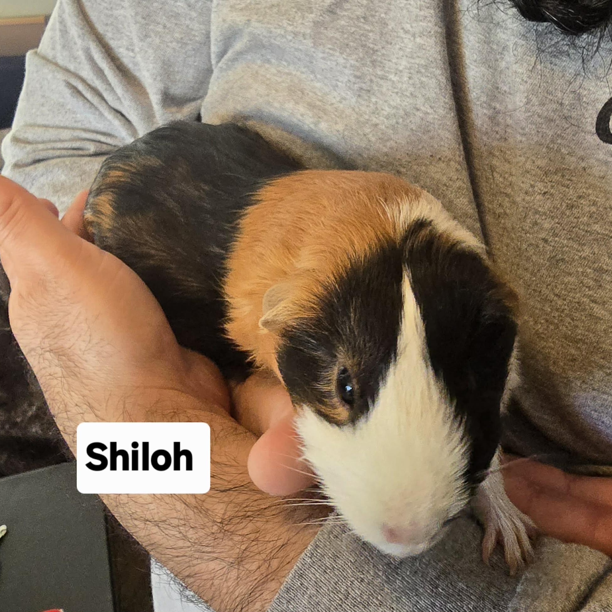 Shiloh and Marnie, an adopted Guinea Pig in Phoenix, AZ image 3/6