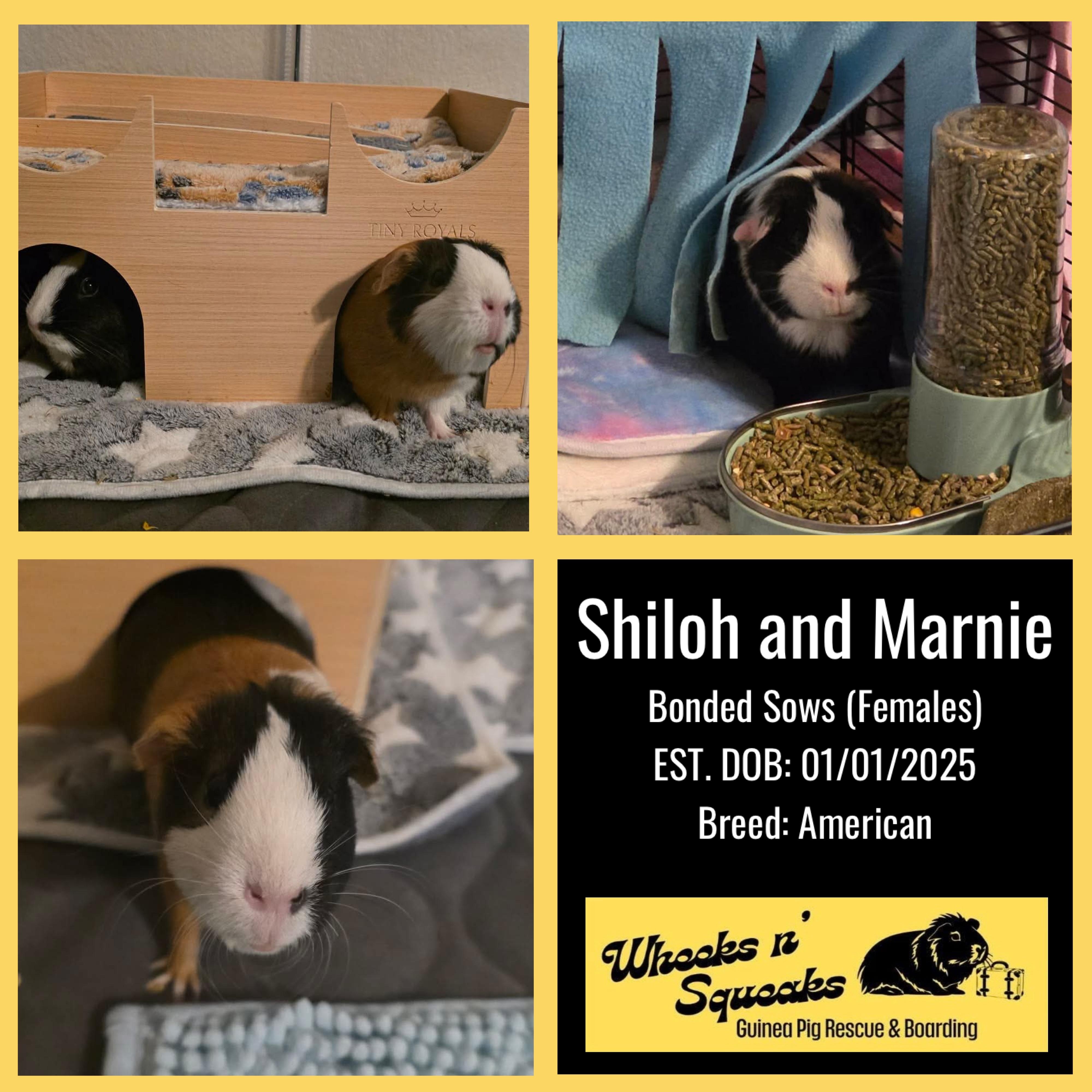 Shiloh and Marnie, an adopted Guinea Pig in Phoenix, AZ image 1/6