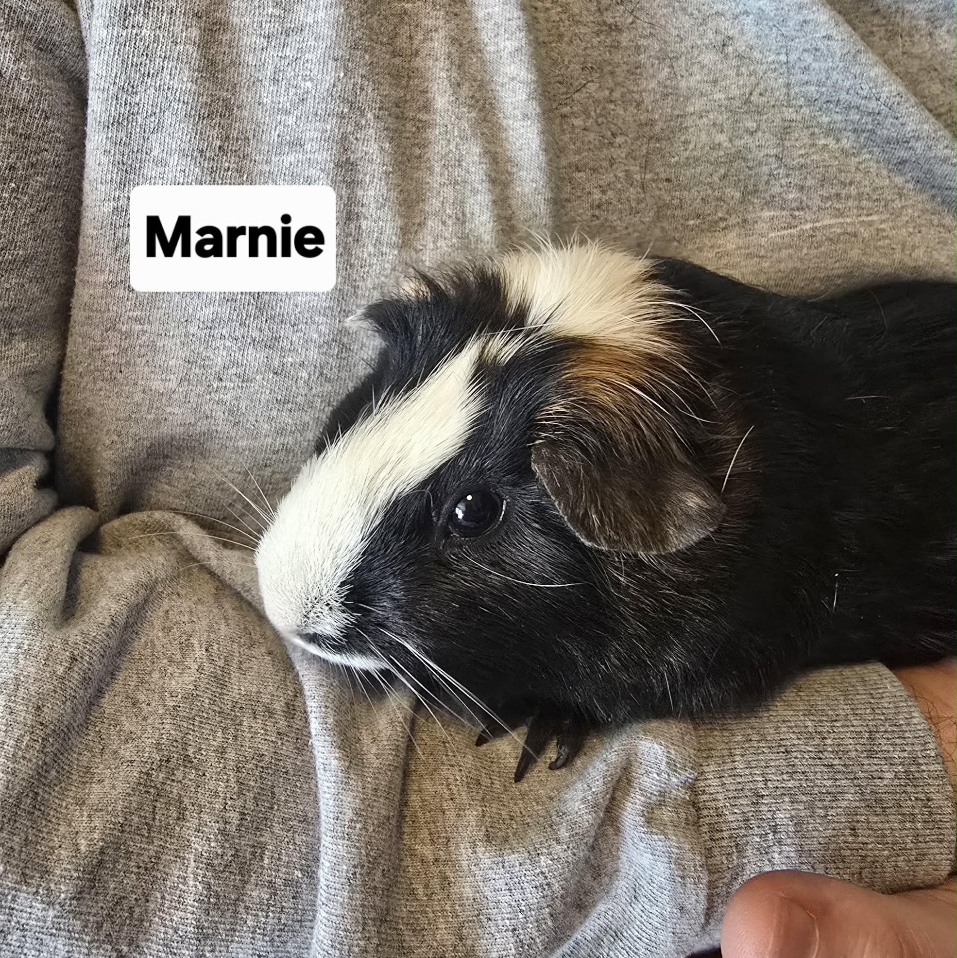Shiloh and Marnie, an adopted Guinea Pig in Phoenix, AZ image 5/6
