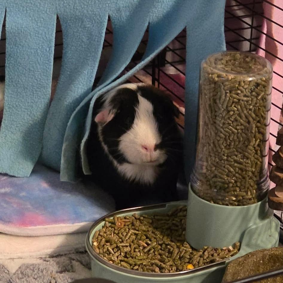 Shiloh and Marnie, an adopted Guinea Pig in Phoenix, AZ image 6/6