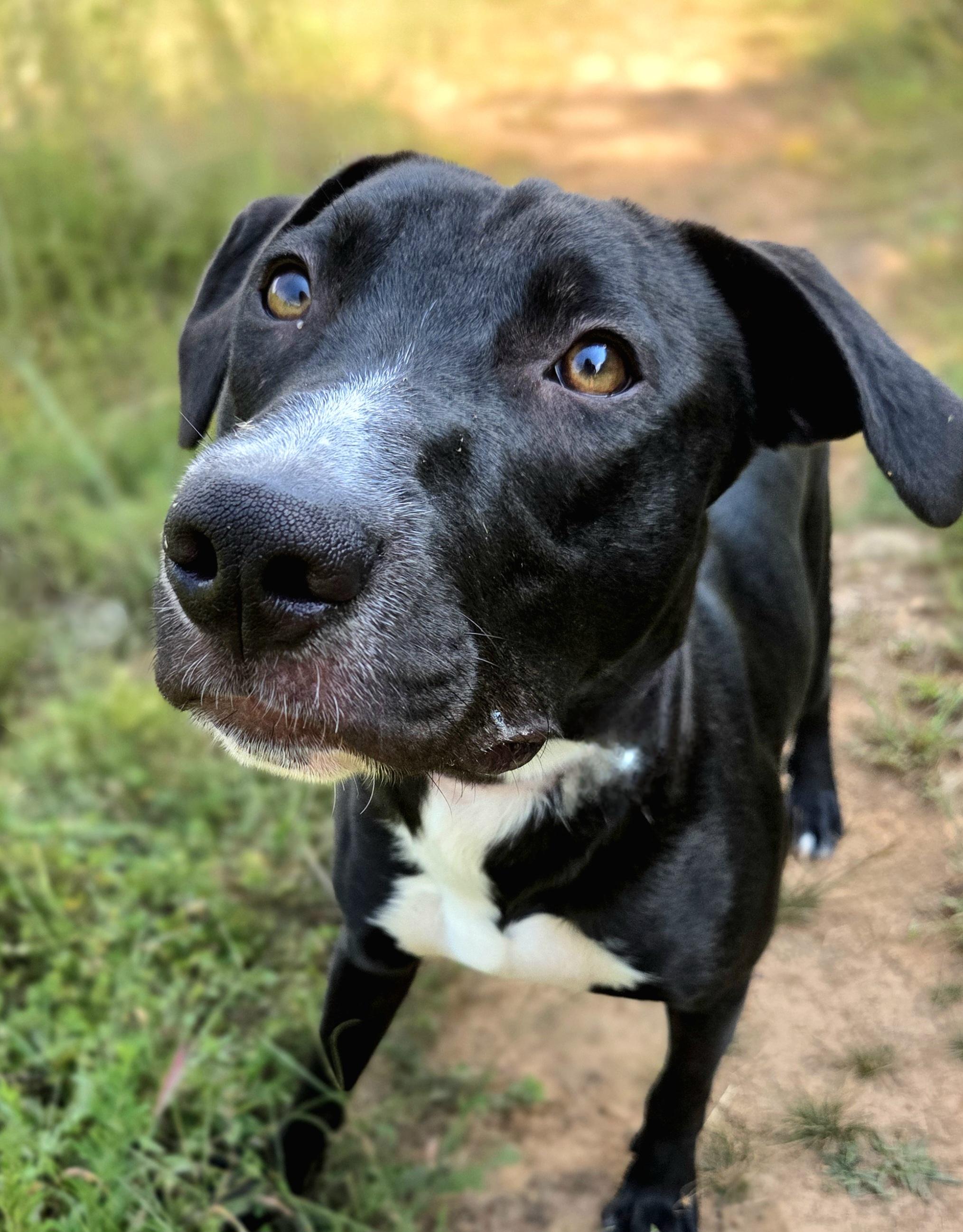 Bluejay, Adoptable, Young Female Black Labrador Retriever.