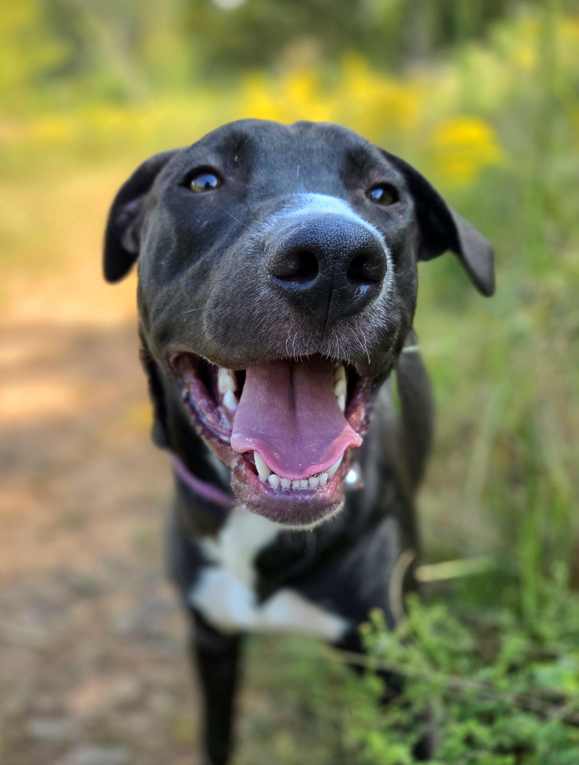 Enlarge Bluejay, a Adoptable mixed breed in Franklin, NC image 2/5