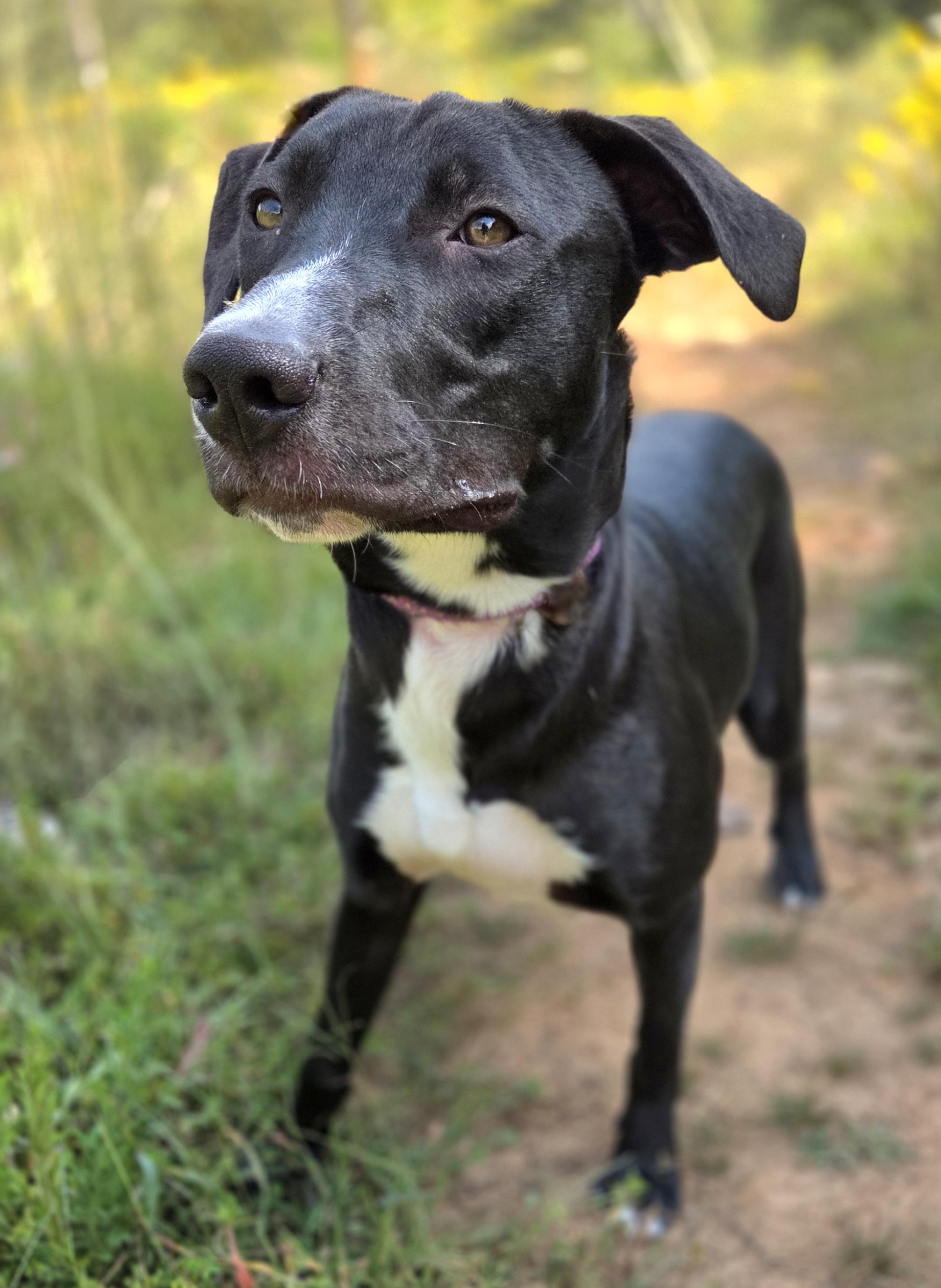 Enlarge Bluejay, a Adoptable mixed breed in Franklin, NC image 3/5