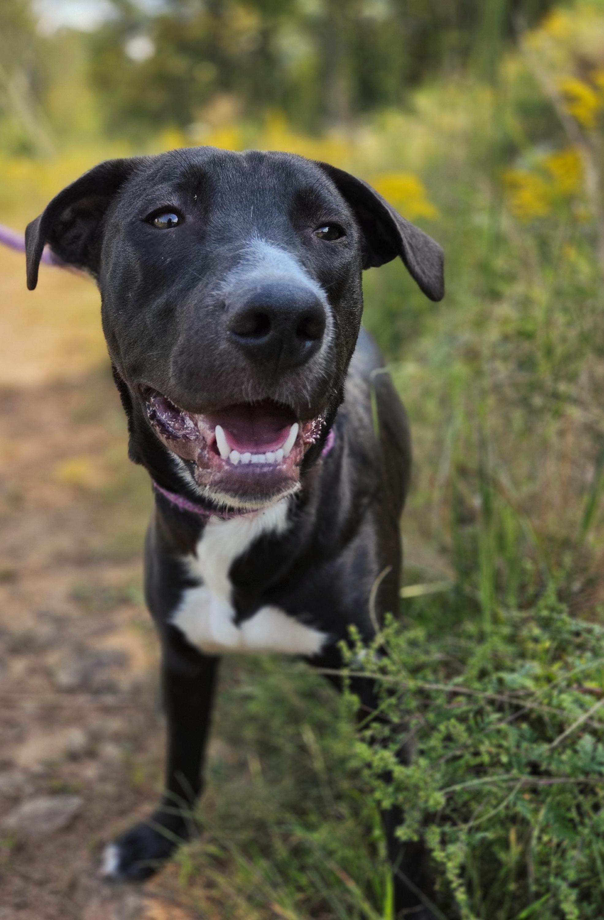 Enlarge Bluejay, a Adoptable mixed breed in Franklin, NC image 4/5