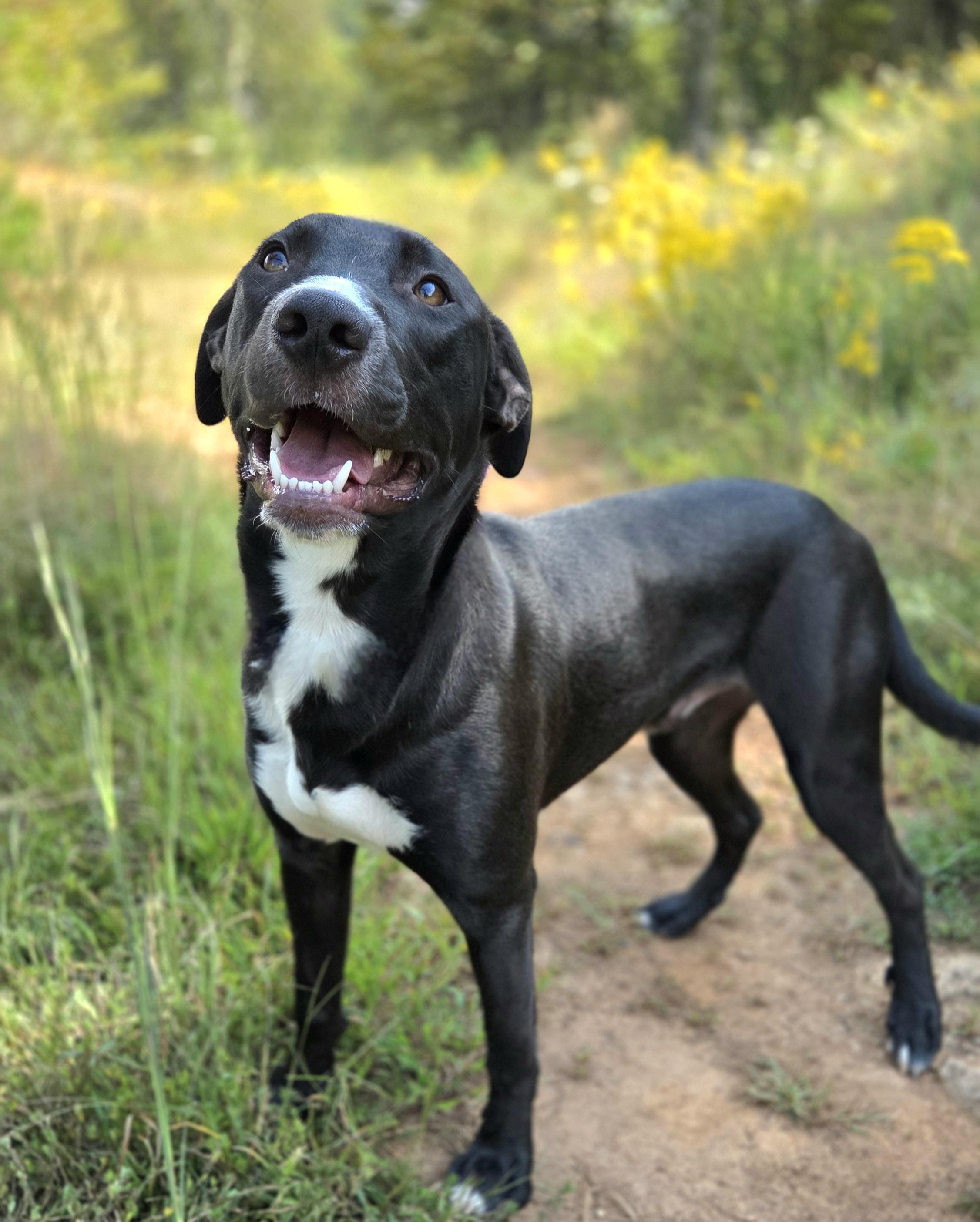 Enlarge Bluejay, a Adoptable mixed breed in Franklin, NC image 5/5