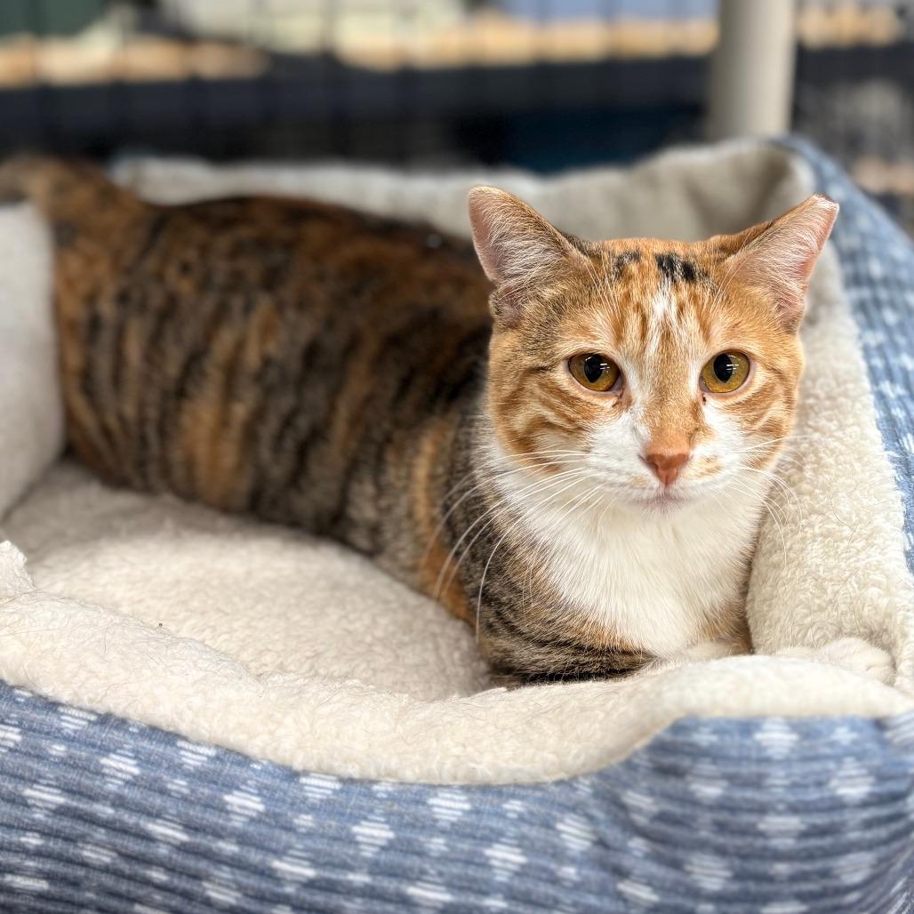 Waffles, ADOPTABLE, Young Female Calico.