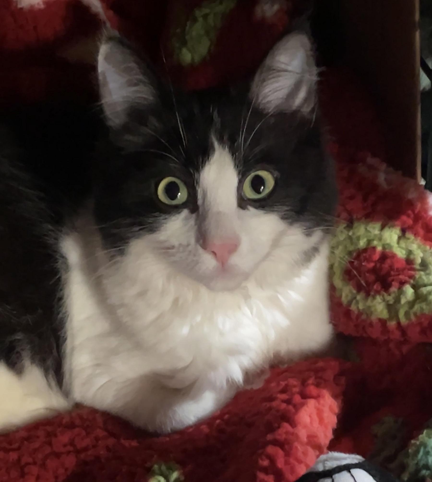 Snoopy, ADOPTABLE, Young Male Manx.