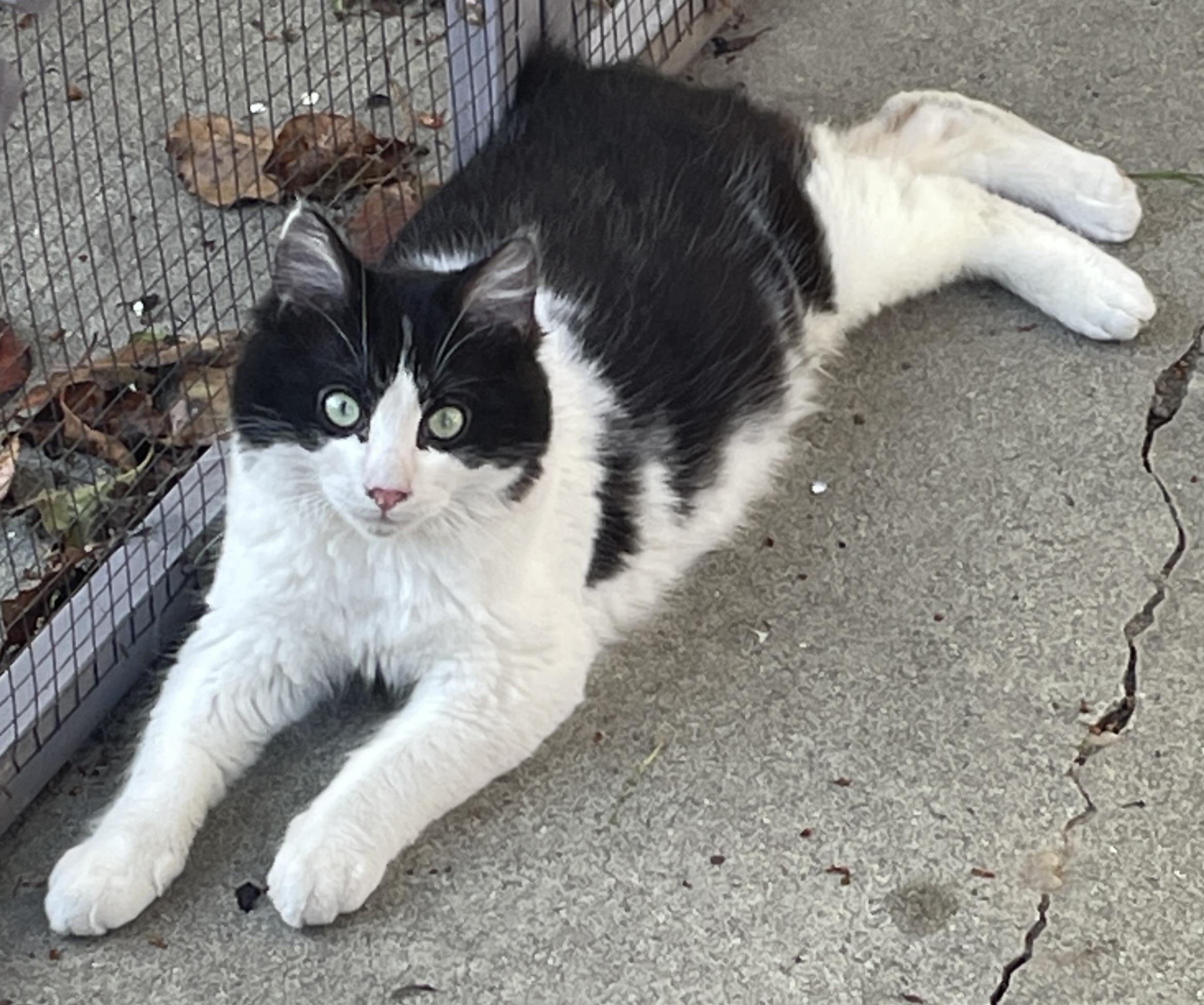 Enlarge Snoopy, a ADOPTABLE Manx in Santa Maria, CA image 1/2