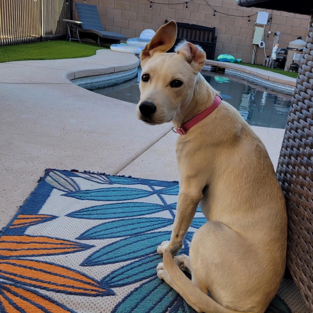 Valkyrie, a Adopted mixed breed in Tucson, AZ image 1/6