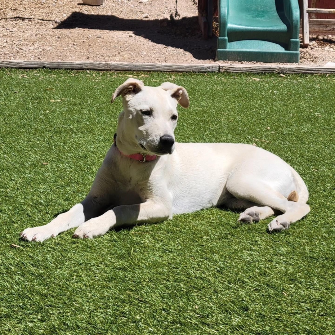 Valkyrie, a Adopted mixed breed in Tucson, AZ image 2/6