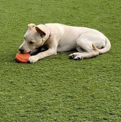 Valkyrie, a Adopted mixed breed in Tucson, AZ image 3/6