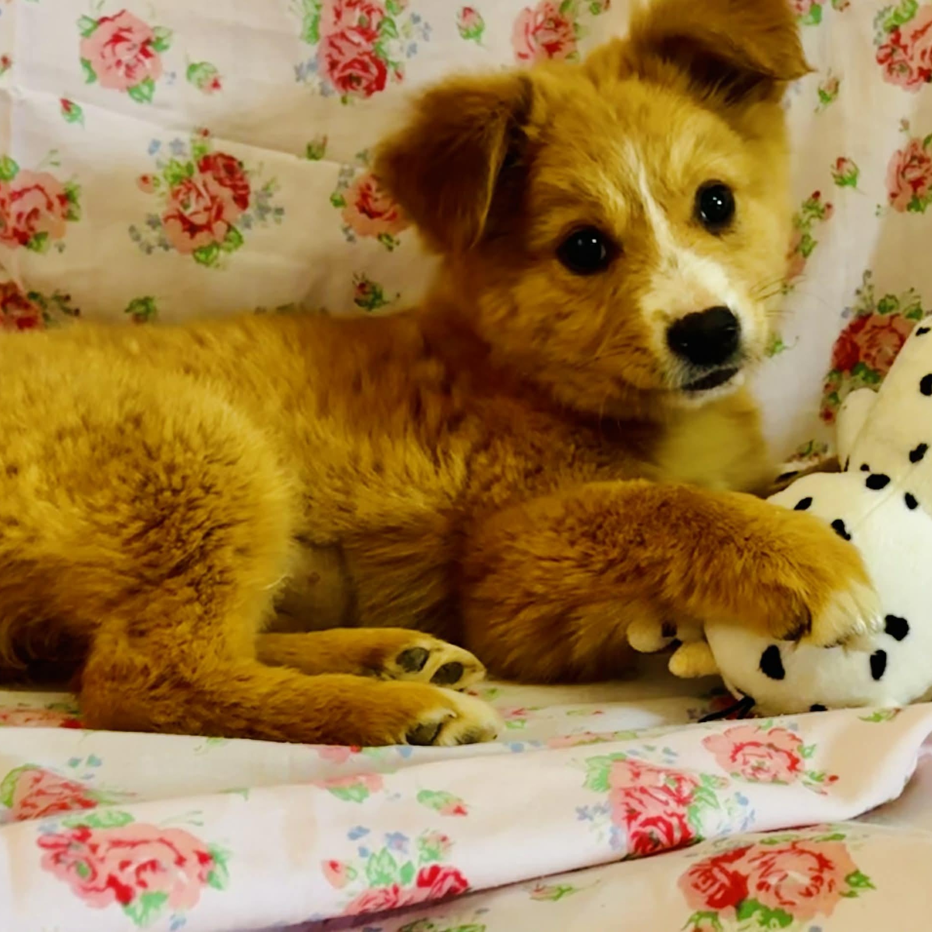 Adira, an adopted mixed breed in Avon, CT image 2/5