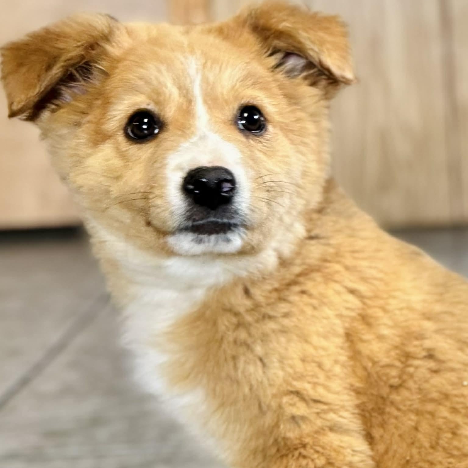 Adira, an adopted mixed breed in Avon, CT image 3/5