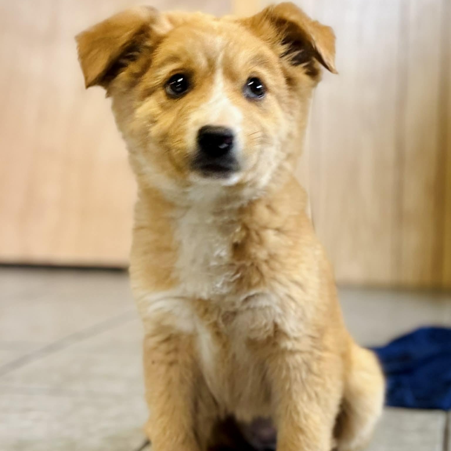 Adira, an adopted mixed breed in Avon, CT image 1/5