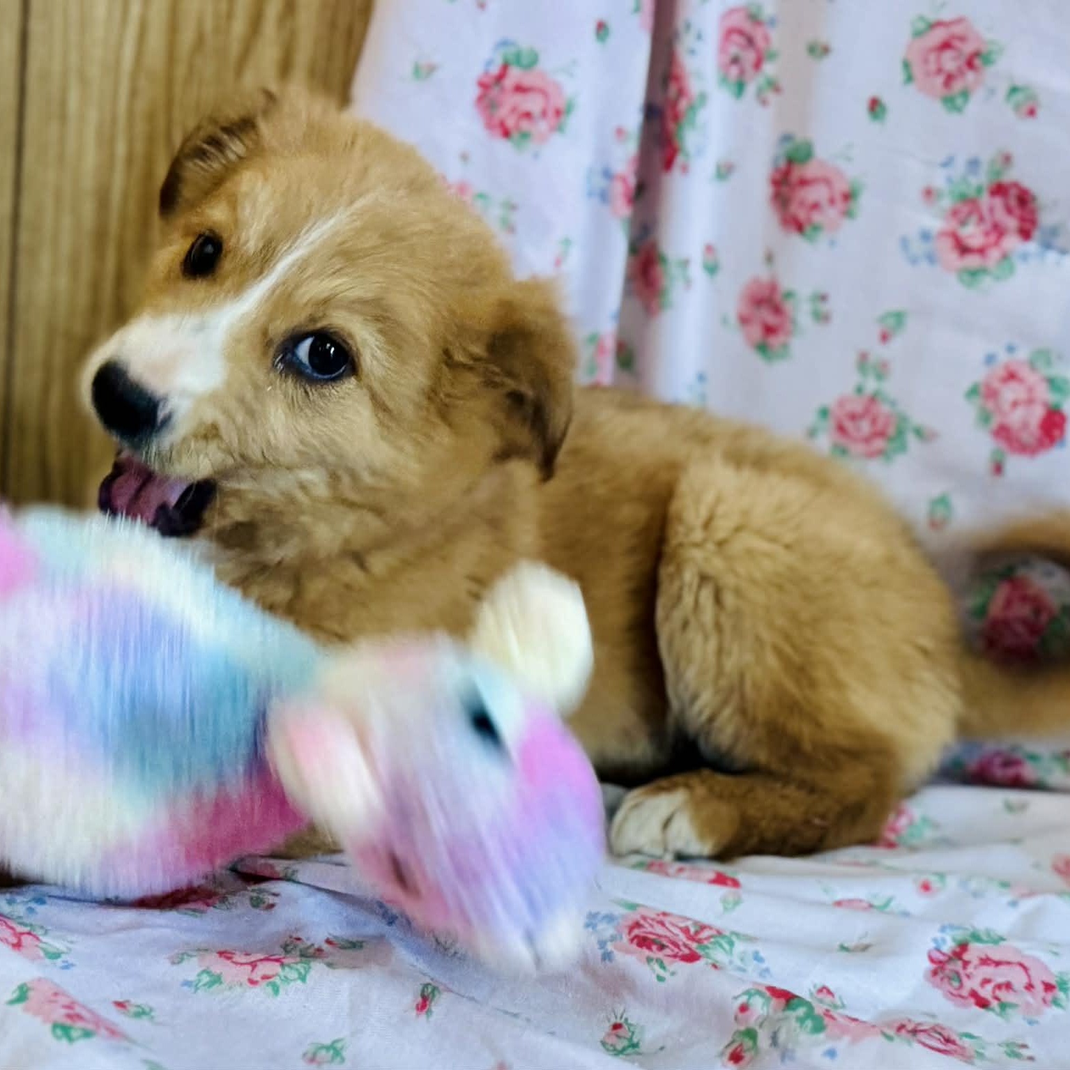 Adira, an adopted mixed breed in Avon, CT image 4/5