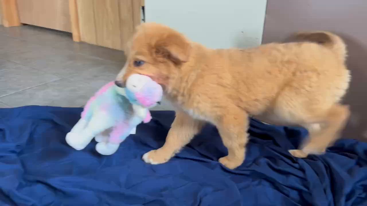 Enlarge Adira, an adopted mixed breed in Avon, CT video 5/5