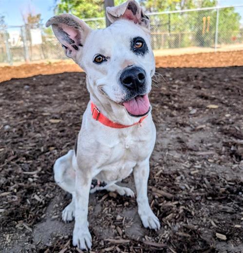 BELLA, Adoptable, Adult Female American Staffordshire Terrier.