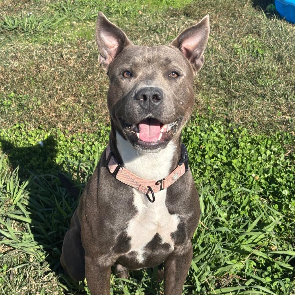 Asher, Adoptable, Adult Male Pit Bull Terrier & Labrador Retriever.