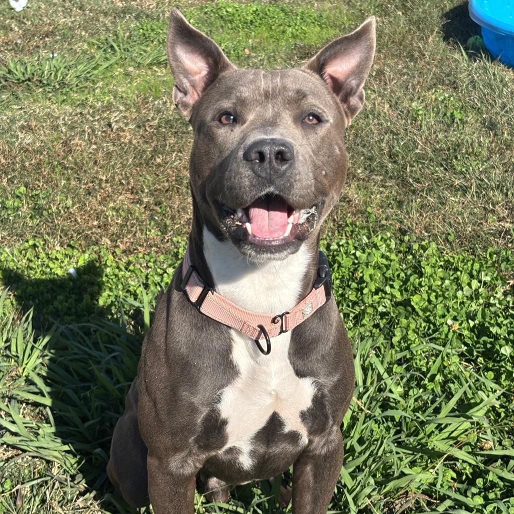 Enlarge Asher, a Adoptable mixed breed in League City, TX image 2/2