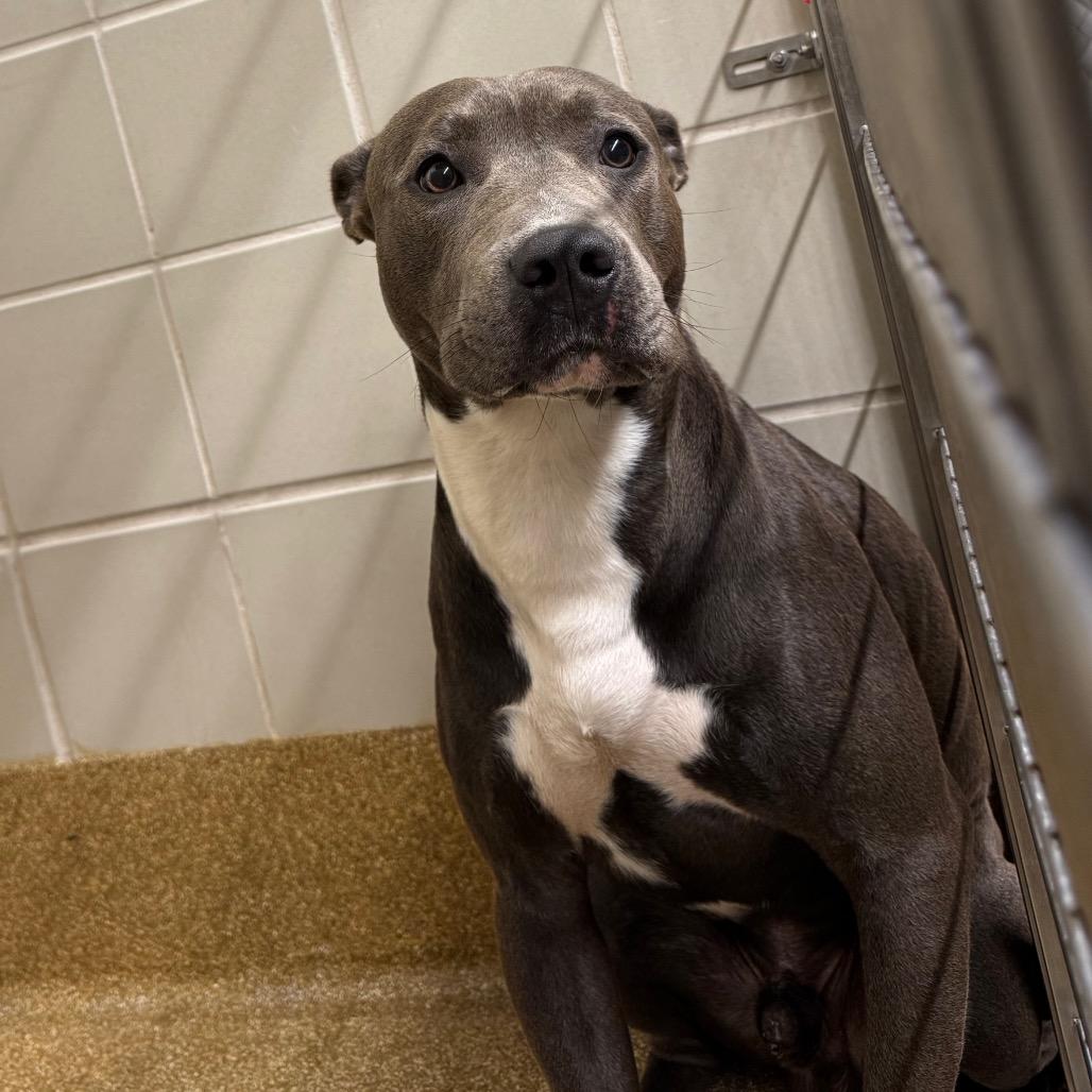 Asher, Adoptable, Adult Male Pit Bull Terrier & Labrador Retriever.